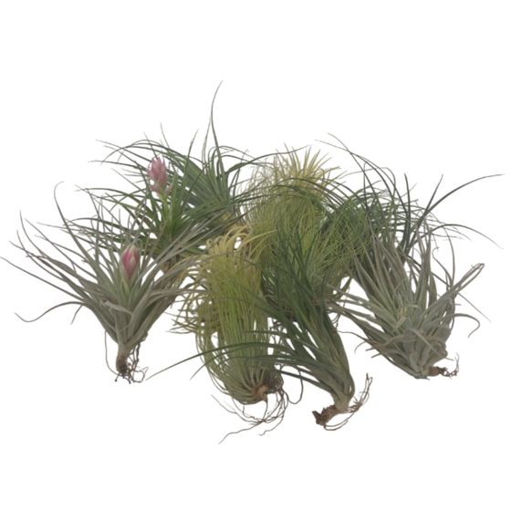 Ilmakasvi - 12 kpl - Tillandsia - Korkeus 5-15cm - ⌀5cm