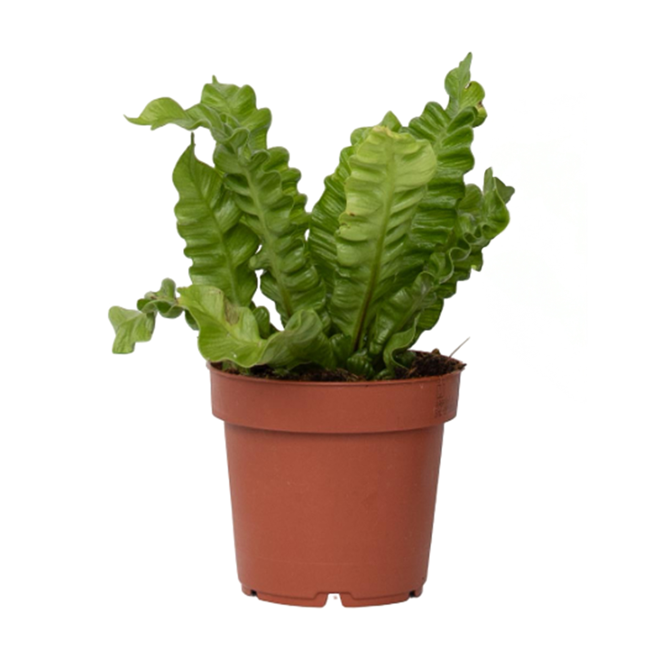 Lintupesäsaniainen - Asplenium nidus 'Crispy Wave' - Korkeus 25-40cm - ⌀12cm