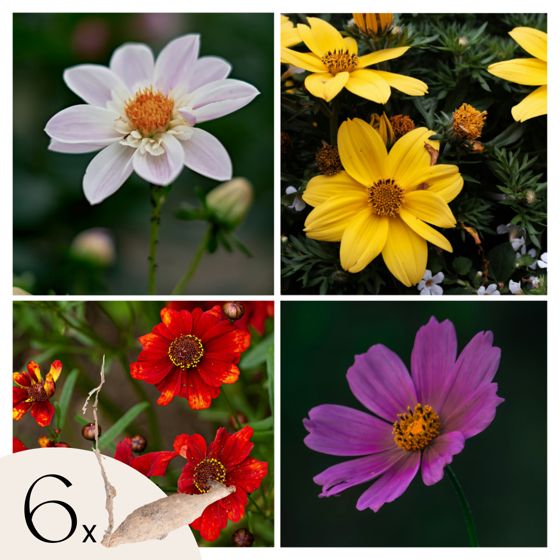 Daaliamukulat - 6 kpl - Dahlia 'Topmix' - Kukkasipulit