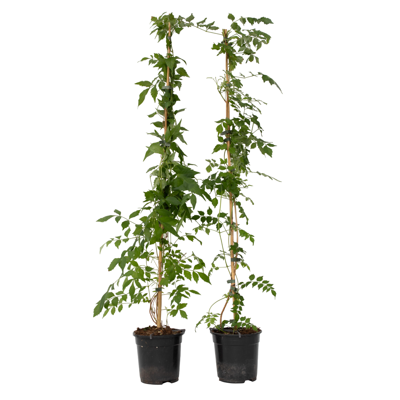 Torviviini - 2 kpl - Campsis radicans 'Flava' - Korkeus 110-120cm - ⌀17cm