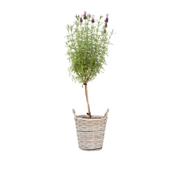 Laventeli - Lavandula stoechas 'Anouk' - Korkeus 45-55cm - ⌀15cm