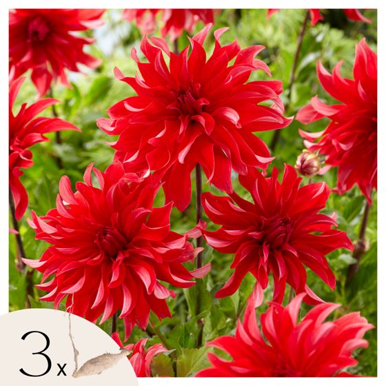 Daalian juurakot - 3 kpl - Dahlia 'Labyrinth Red' - Kukkasipulit