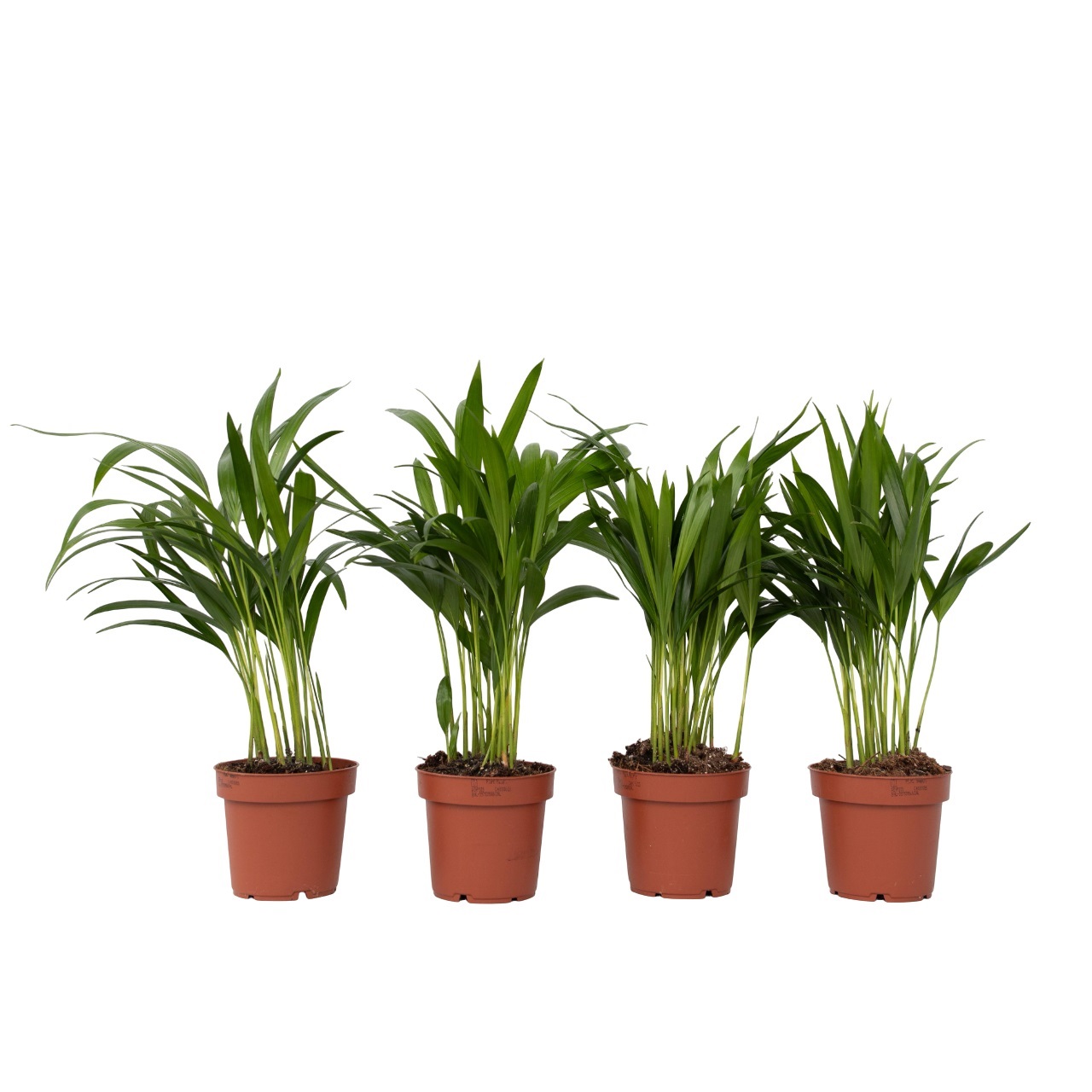 Arekapalmu - 4 kpl - Dypsis lutescens - Korkeus 30-45cm - ⌀12cm