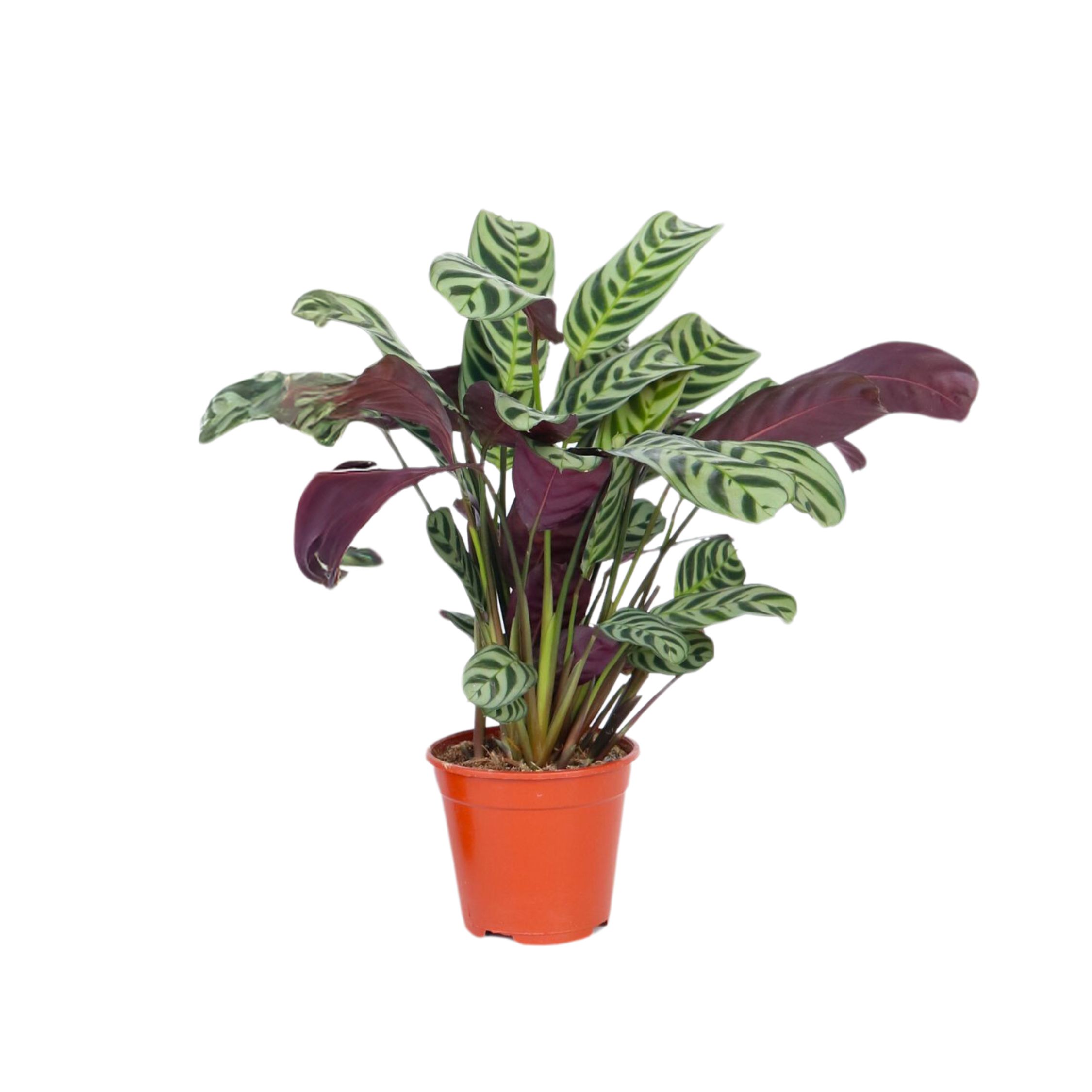 Ctenanthe-kasvi - Ctenanthe 'burle-marxii' - Korkeus 25-40 cm - ⌀12 cm