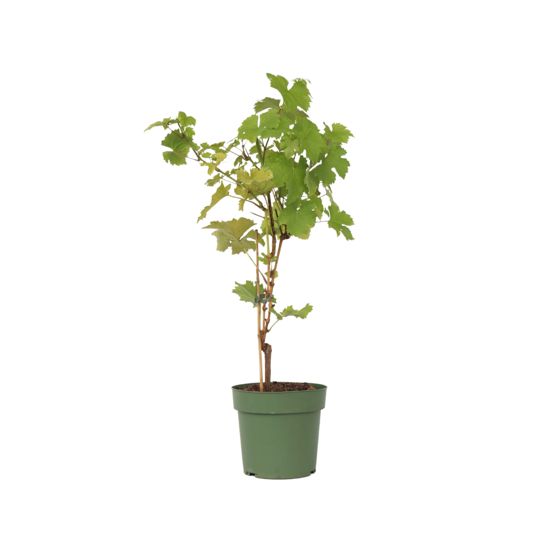 Viiniköynnös - Vitis vinifera 'Himrod' - Korkeus 60-75cm - ⌀21cm