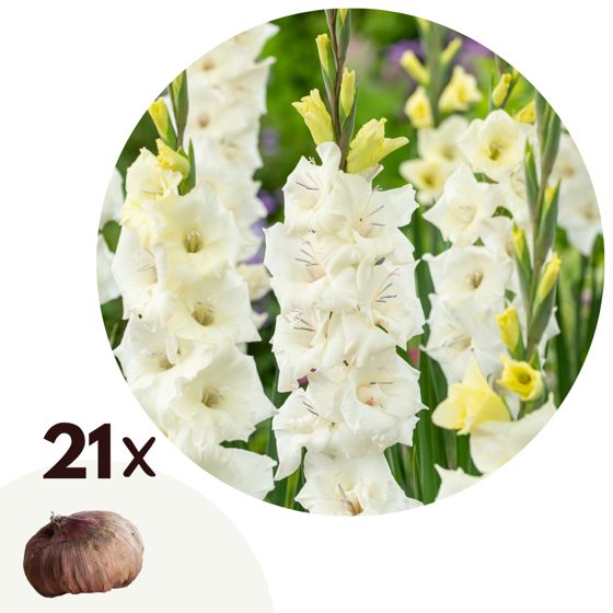 Miekkalilja - 21 kpl - Gladiolus 'Glamini Amber' - Kukkasipulit - Valkoinen