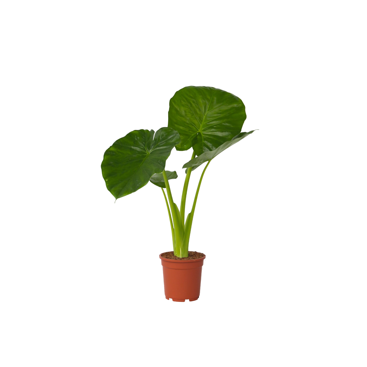 Juurakkovehka - Alocasia 'Odora' - Korkeus 55-75cm - ⌀17cm