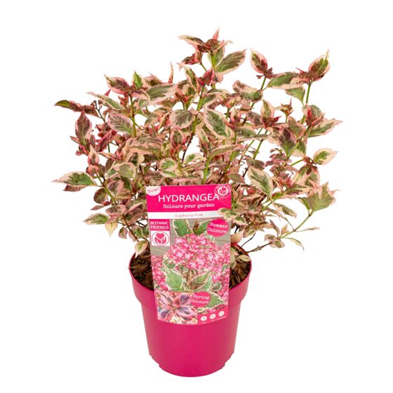 Hortensia - Hydrangea serrata 'Euphorbia Pink' - Korkeus 40-50cm - ⌀19cm