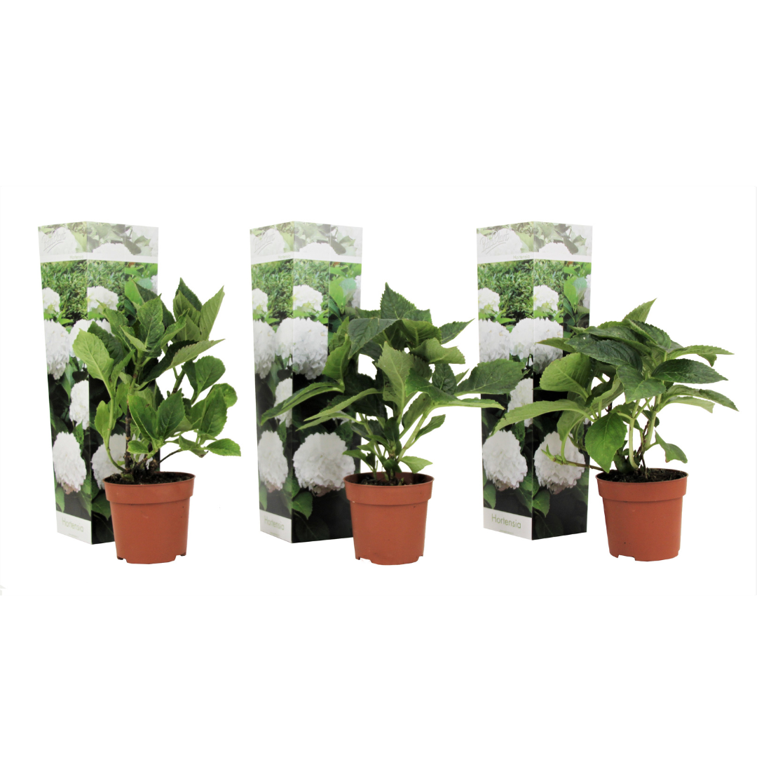 Hortensia - 3 kpl - Hydrangea macrophylla 'Wudu' - Korkeus 25-40cm - ⌀9cm
