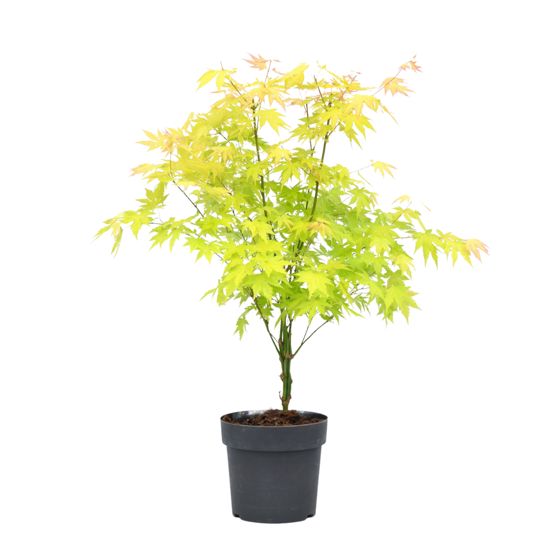 Japanin vaahtera - Acer palmatum 'Orange Dream' - Korkeus 60-70cm - ⌀19cm