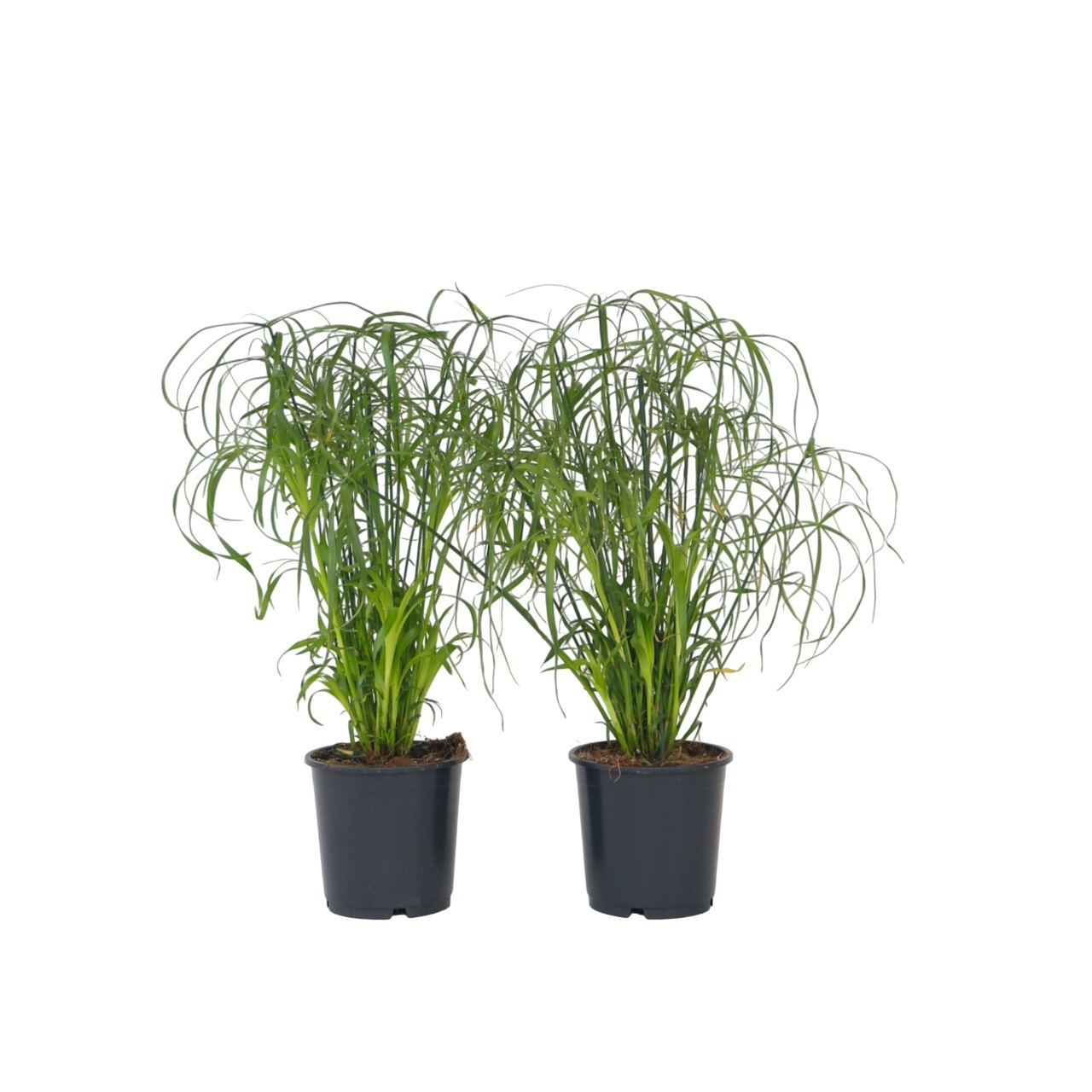 Sateenvarjokasvi - 2 kpl - Cyperus alternifolius - Korkeus 40-50cm - ⌀14cm