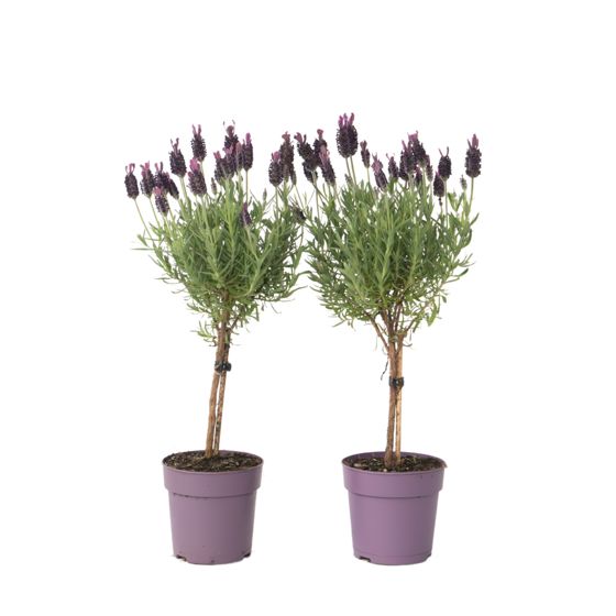 Laventeli - 2 kpl - Lavandula stoechas 'Anouk' - Korkeus 30-40cm - ⌀12cm