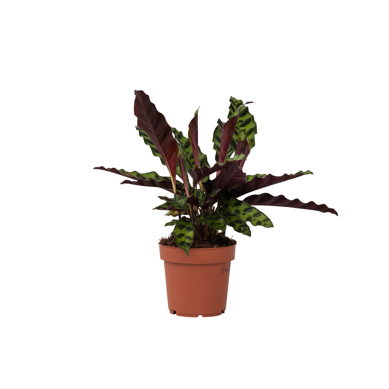 Käärmekasvi - Goeppertia insignis - Korkeus 30-40cm - ⌀12cm