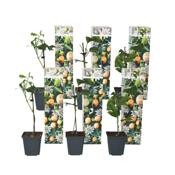 Kärsimyskukka - 6 kpl - Passiflora edulis 'Frederick' - Korkeus 25–40cm - ⌀9cm
