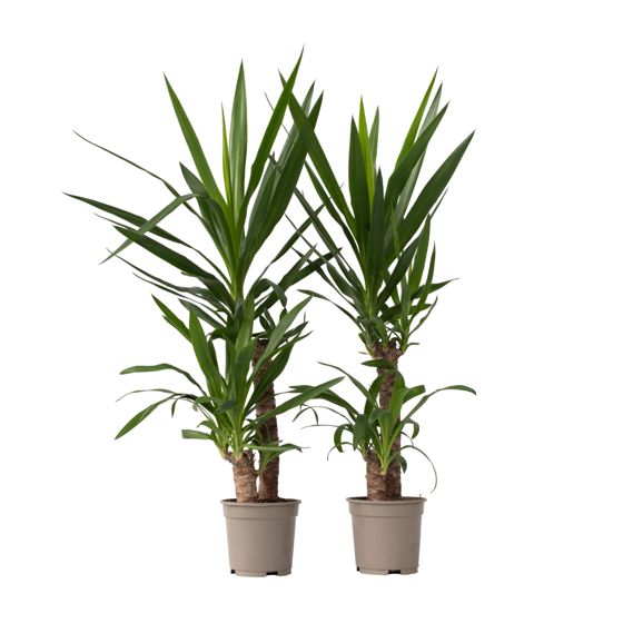 Jukkapalmu - 2 kpl - Yucca elephantipes - Korkeus 70-80cm - ⌀21cm