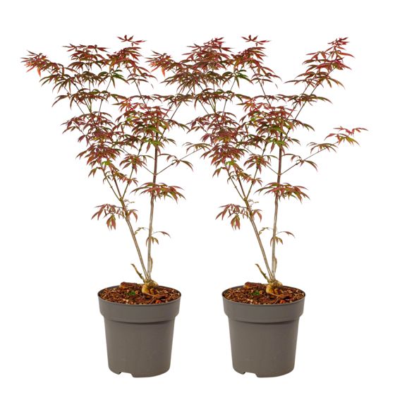 Japanin vaahtera - 2 kpl - Acer palmatum 'Starfish' - Korkeus 60-70cm - ⌀19cm