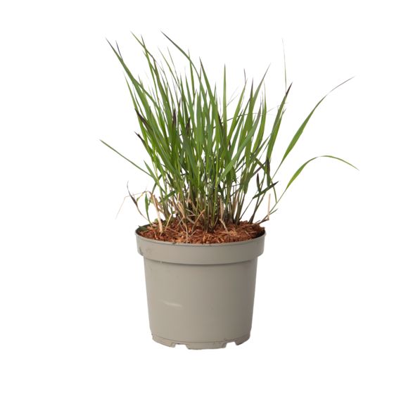 Switch-ruoho - Panicum virgatum 'Squaw' - Korkeus 40-60cm - ⌀23cm