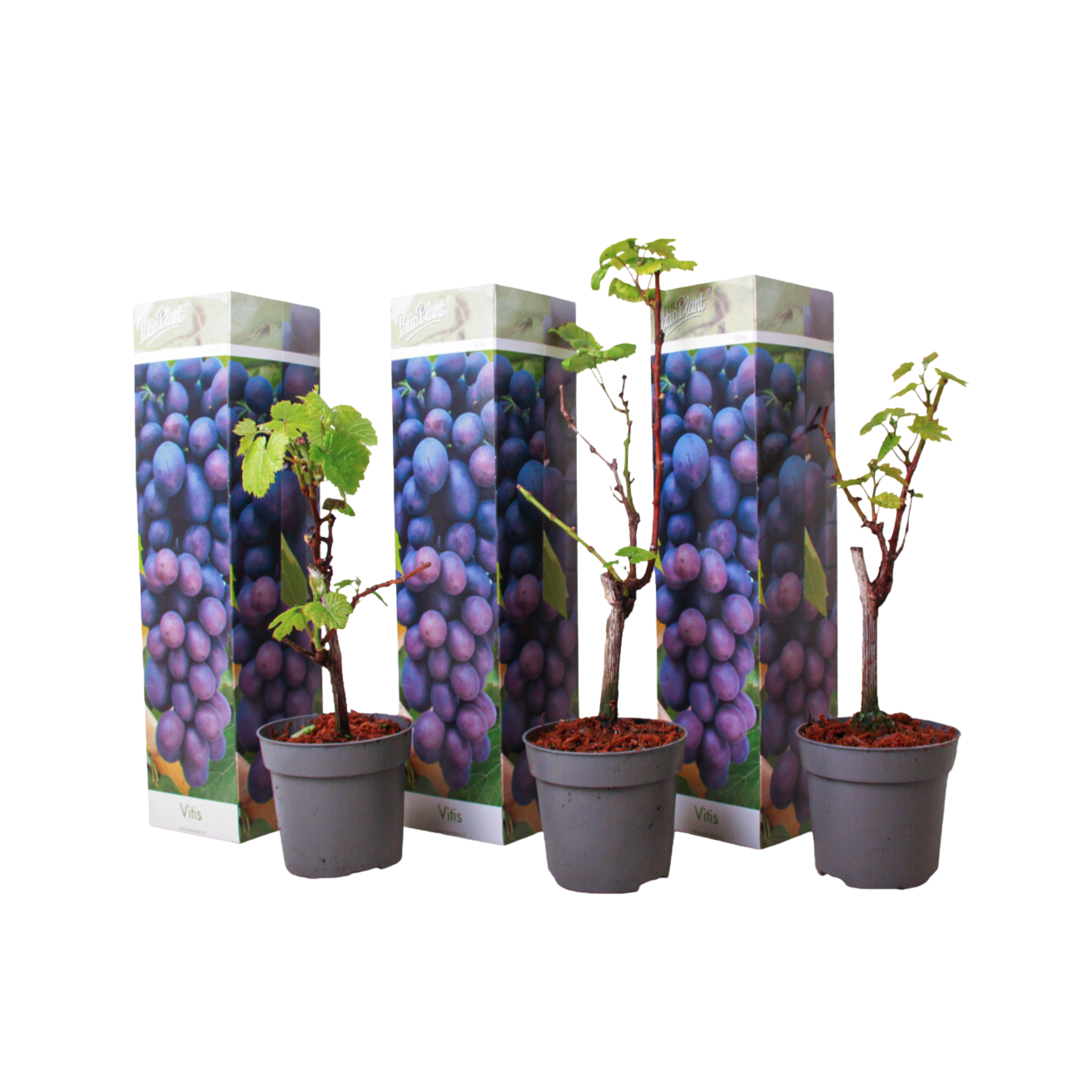 Viiniköynnös - 3 kpl - Vitis vinifera 'Cabernet franc' - Korkeus 25-40cm - ⌀9cm