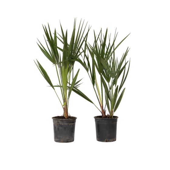 Euroopan viuhkapalmu - 2 kpl - Chamaerops humilis - Korkeus 50-60cm - ⌀15cm