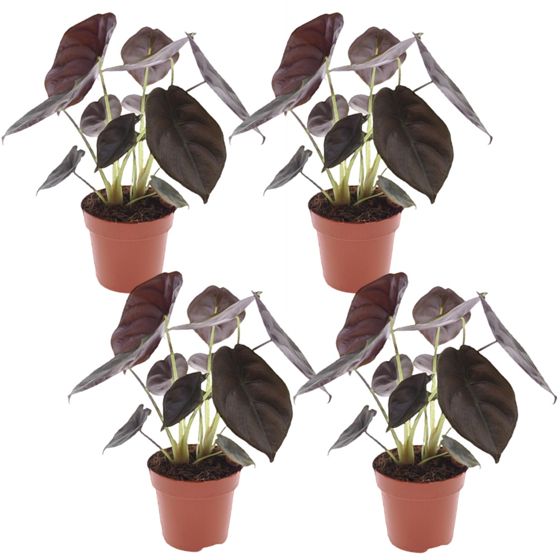 Juurakkovehka - 4 kpl - Alocasia cuprea 'Red Secret' - Korkeus 25-35cm - ⌀12cm