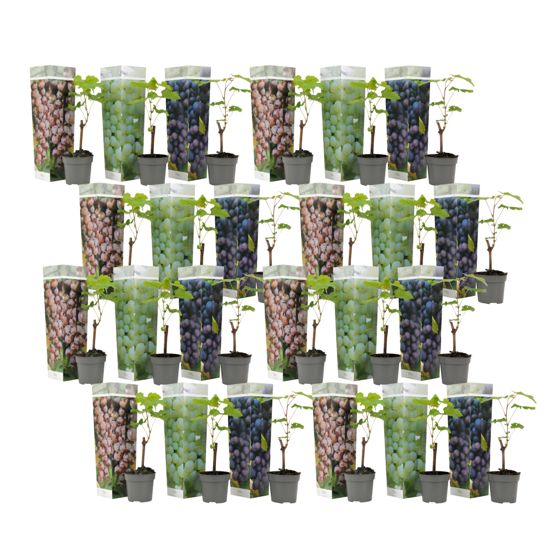 Viiniköynnös - 24 kpl - Vitis vinifera - Korkeus 25-40cm - ⌀9cm