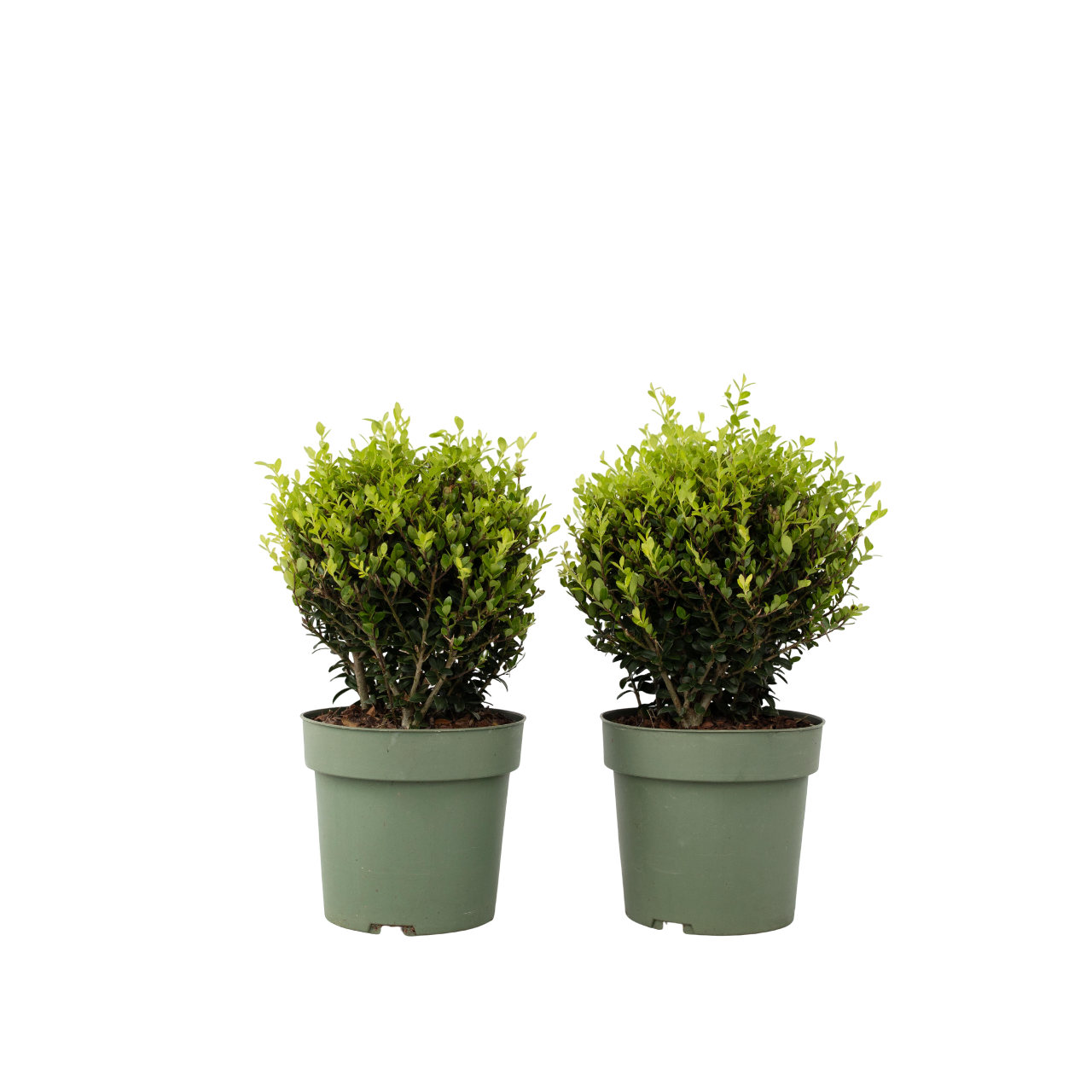 Japanin puksipuu - 2 kpl. - Ilex crenata 'Jenny' - Korkeus 30-40cm - ⌀17cm