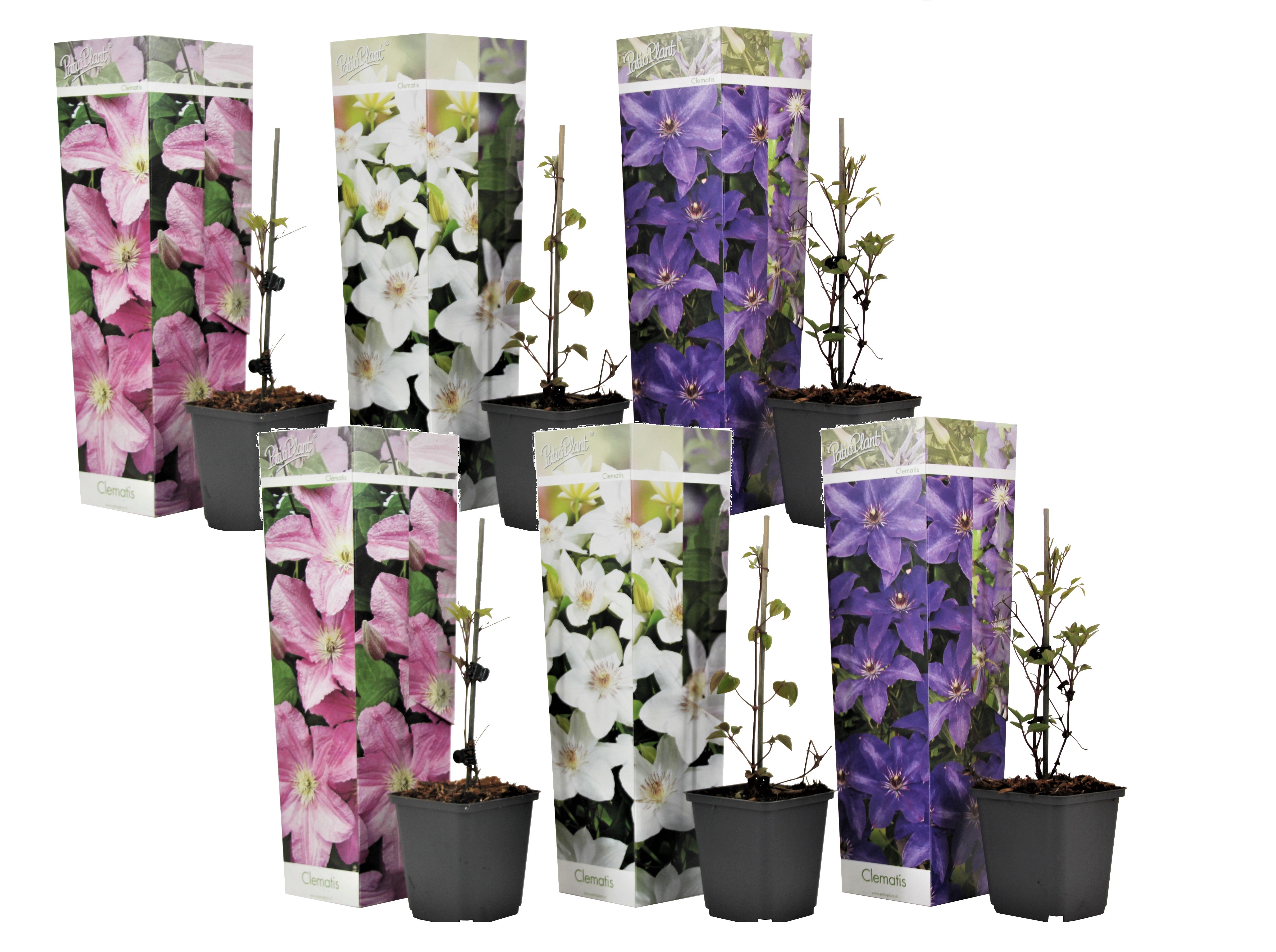 Nahkakukka - 6 kpl - Clematis hybrid - Korkeus 25-40 cm - ⌀9 cm