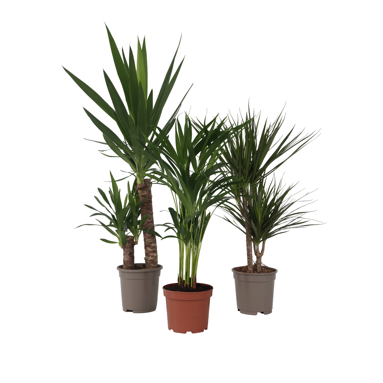 Suuret sisäpalmut - 3 kpl. - Sisäpalmu Mix XL - Korkeus 70-90cm - ⌀17cm