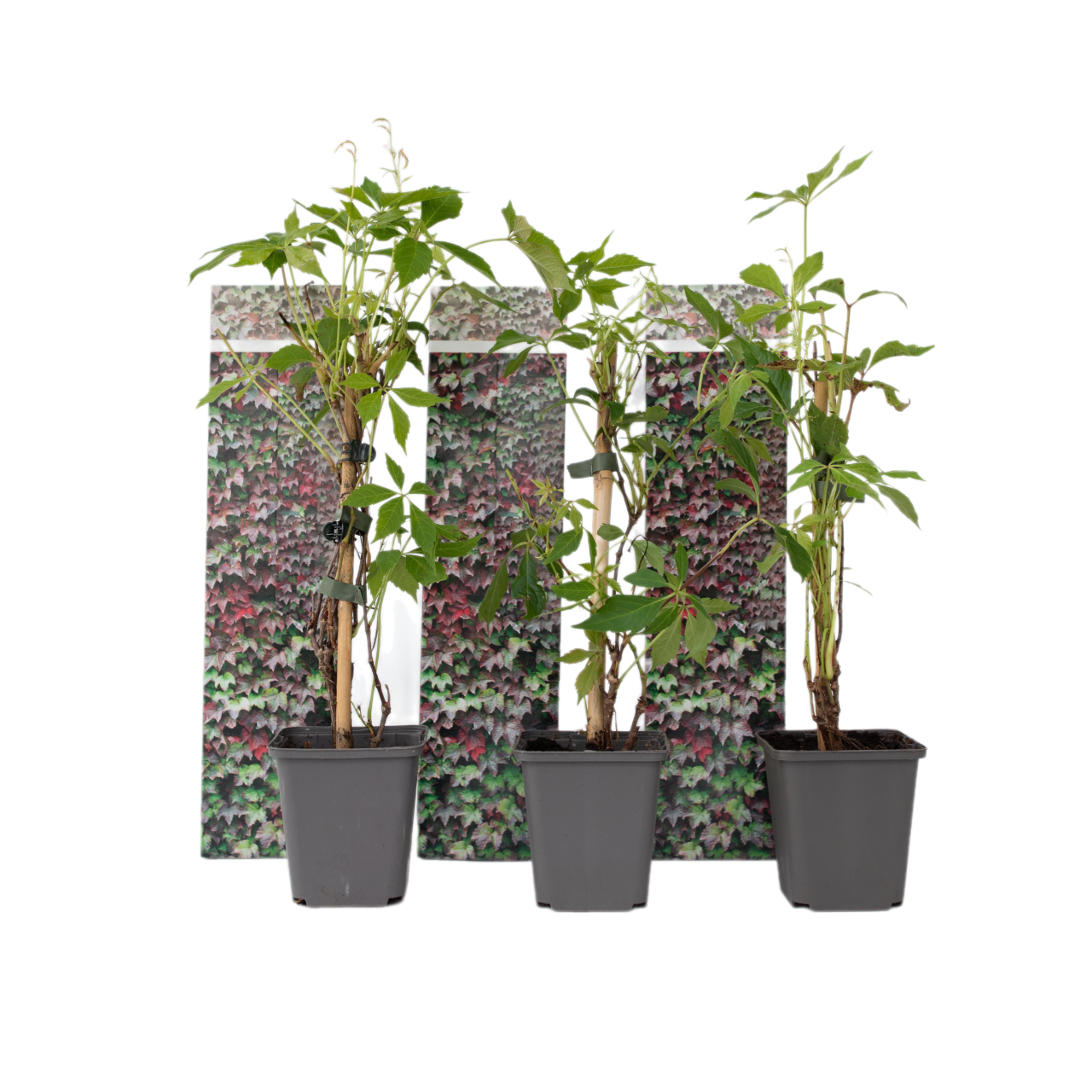 Virginia köynnös - 3 kpl - Parthenocissus quinquefolia - Korkeus 25-40cm - ⌀9cm