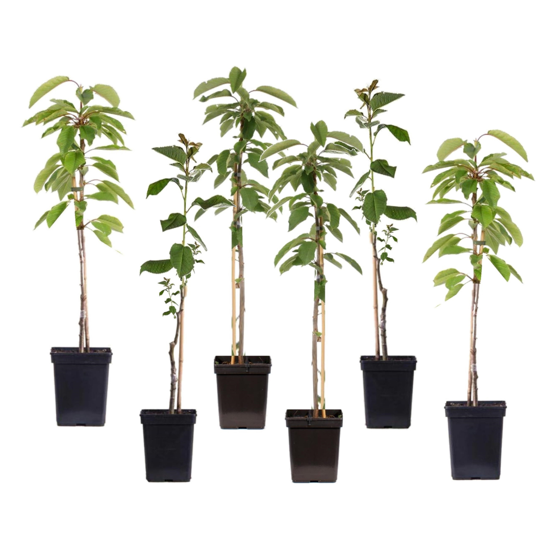 Omenapuu - 6 kpl - Malus - Korkeus 60-70cm - ⌀9cm