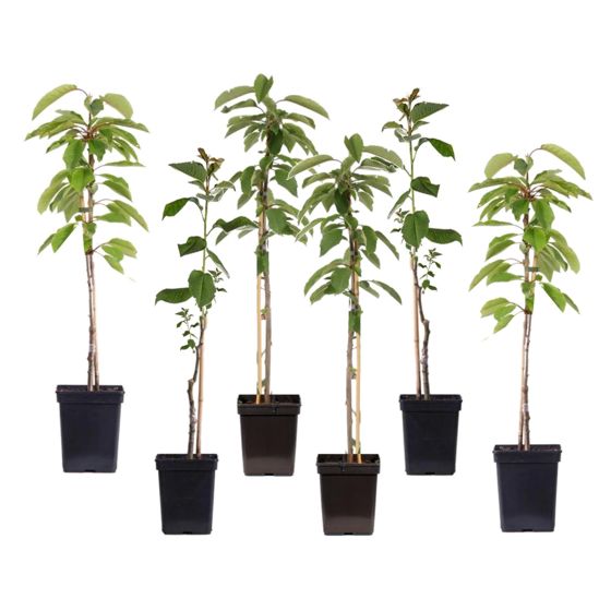 Omenapuu - 6 kpl - Malus - Korkeus 60-70cm - ⌀9cm