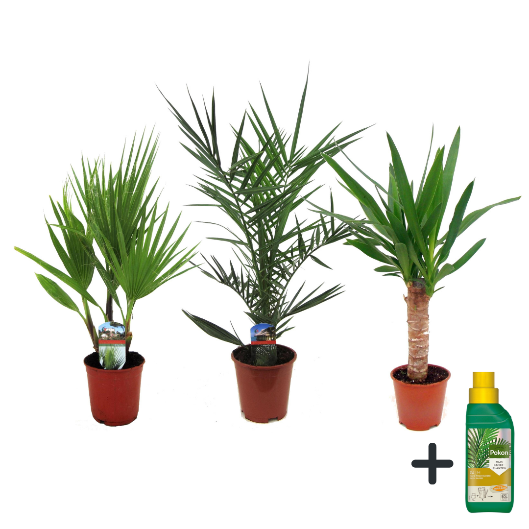 Sisäpalmut Pokonin kanssa - 3 kpl - Sisäpalmi-sekoitus - Pokon - 50-70cm - ⌀14cm