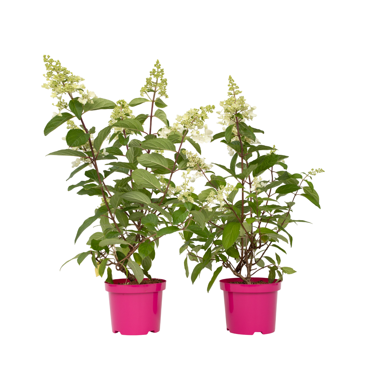 Hortensia - 2 kpl - Hydrangea paniculata 'Pinky Winky' - Korkeus 25-40cm - ⌀19cm
