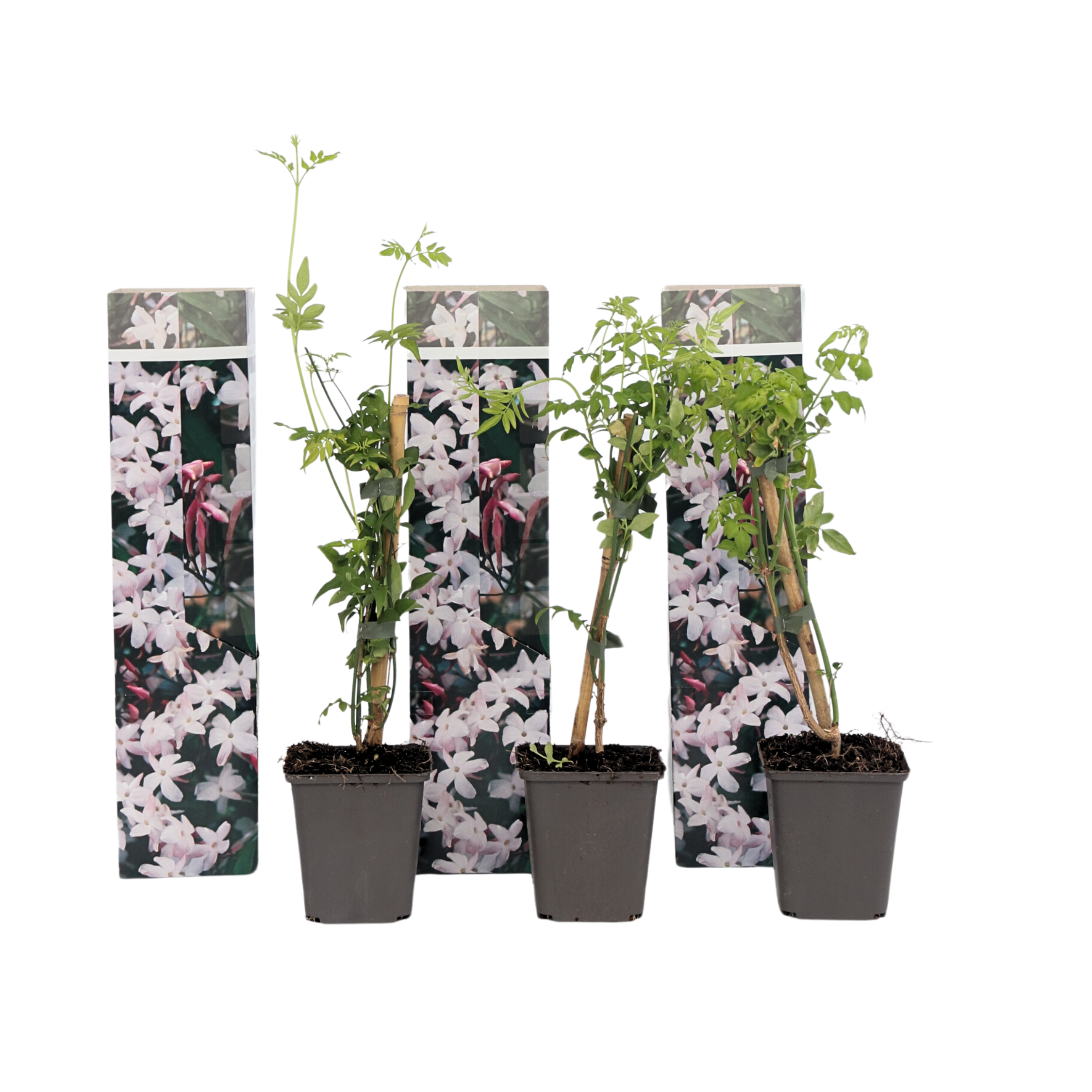 Jasmiinitähti - 3 kpl - Jasminum 'Officinale' - Korkeus 25-40cm - ⌀9cm
