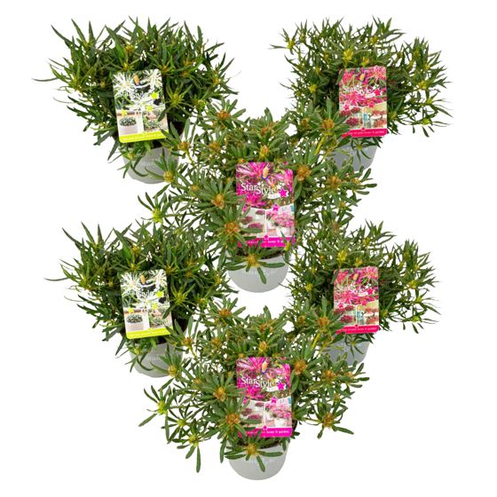 Atsalea - 6 kpl - Rhododendron azalea 'StarStyle' - Korkeus 25-35cm - ⌀10,5cm