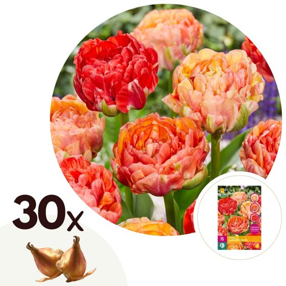 Tulppaaninsipulit - 30 kpl - Tulipa 'Gudoshnik Double' - Valkoinen