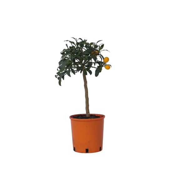 Calamondin Appelsiini - 2 kpl - Citrus microcarpa 'Kumquat' - K50-60cm - ⌀19cm