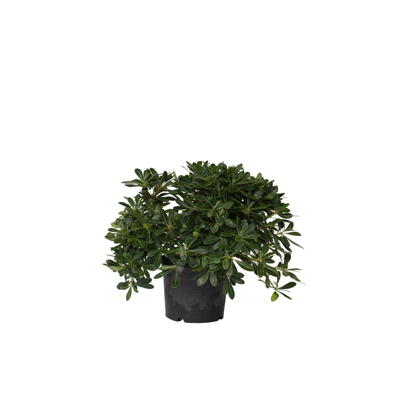 Kääpiöjapaninmockoranssi - Pittosporum tobira nanum - Korkeus 30-40 cm - ⌀19 cm