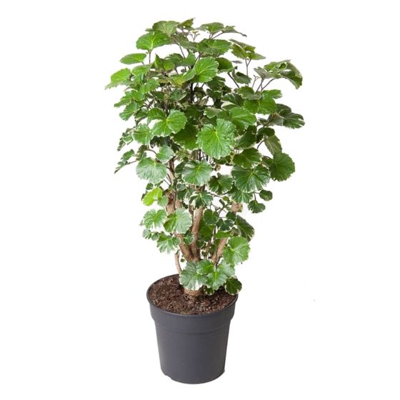 Aralia - Polyscias 'Balfouriana' - Korkeus 70-80cm - ⌀19cm