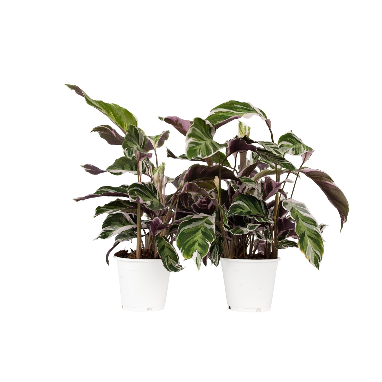 Rukouskasvi - 2 kpl - Calathea lietzei 'White Fusion' - Korkeus 30–40cm - ⌀14cm