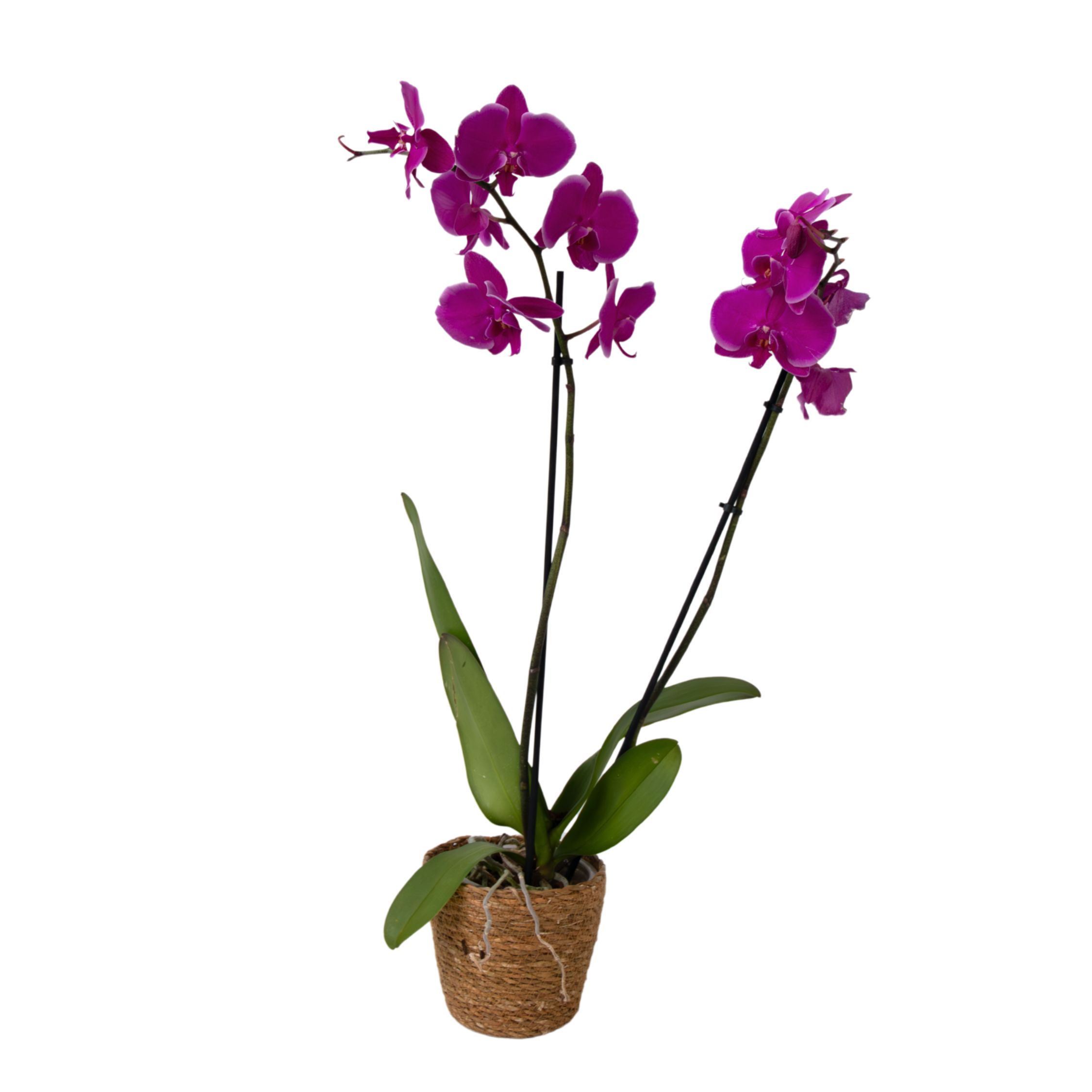 Perhoskämmekkä - Phalaenopsis - Korkeus 50-60 cm - ⌀12 cm