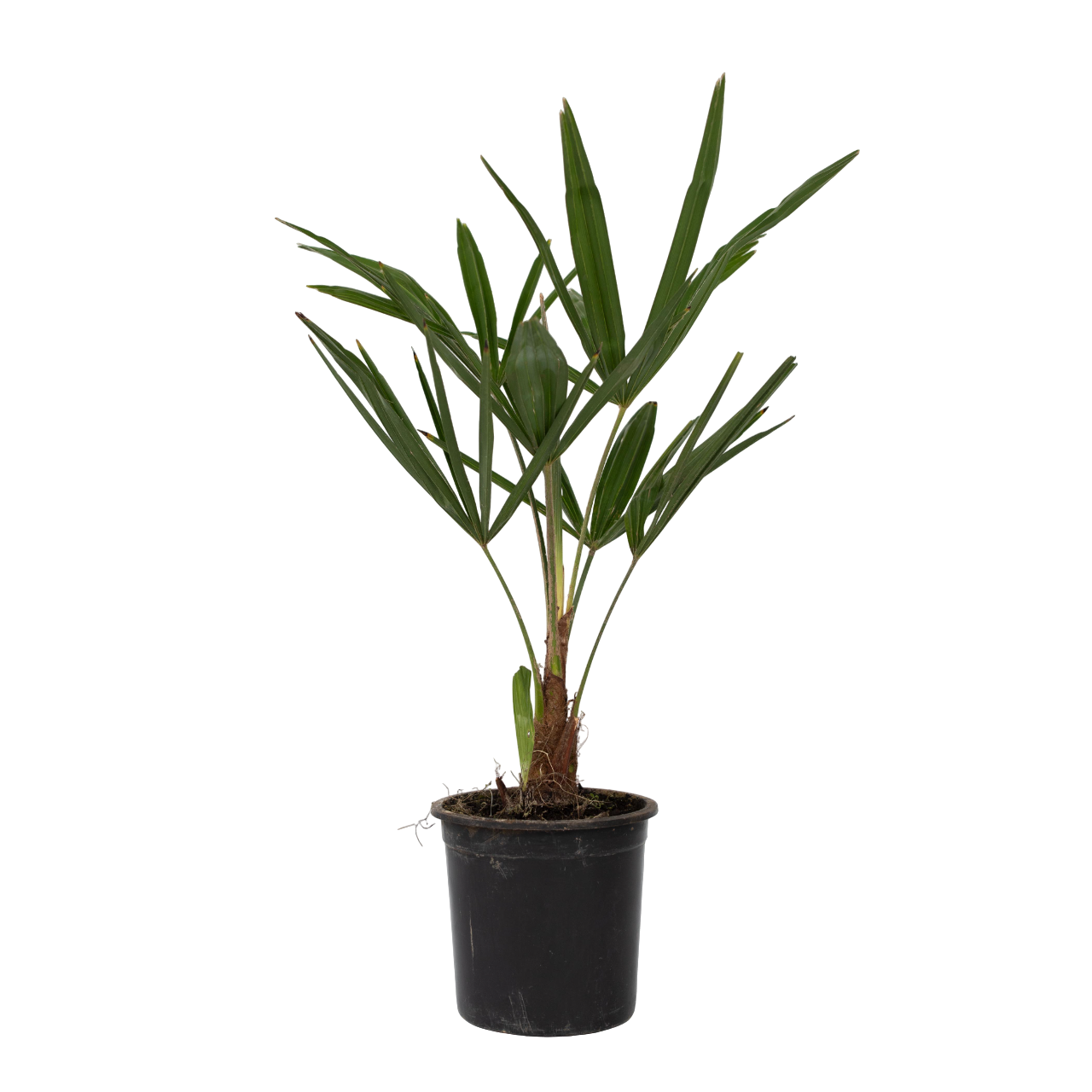 Kiinan tuulipuu - Trachycarpus fortunei - Korkeus 35-45cm - ⌀15cm