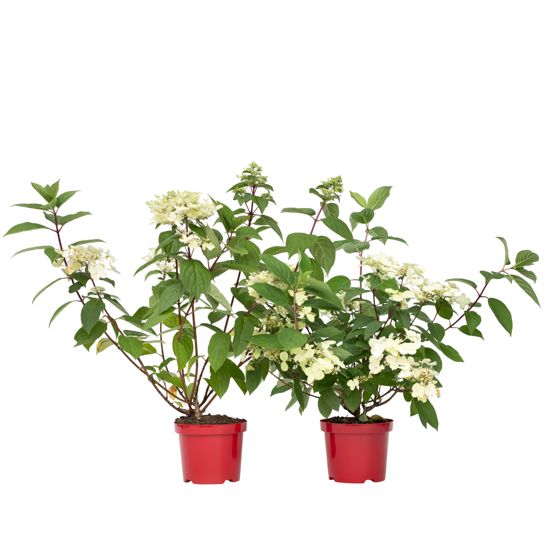 Hortensia - 2 kpl - Hydrangea paniculata 'Wim's Red' - Korkeus 25-40cm - ⌀19cm