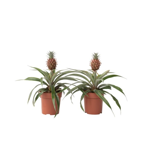 Miniananas - 2 kpl - Ananas 'Mi Amigo' - Korkeus 35-45 cm - ⌀12 cm