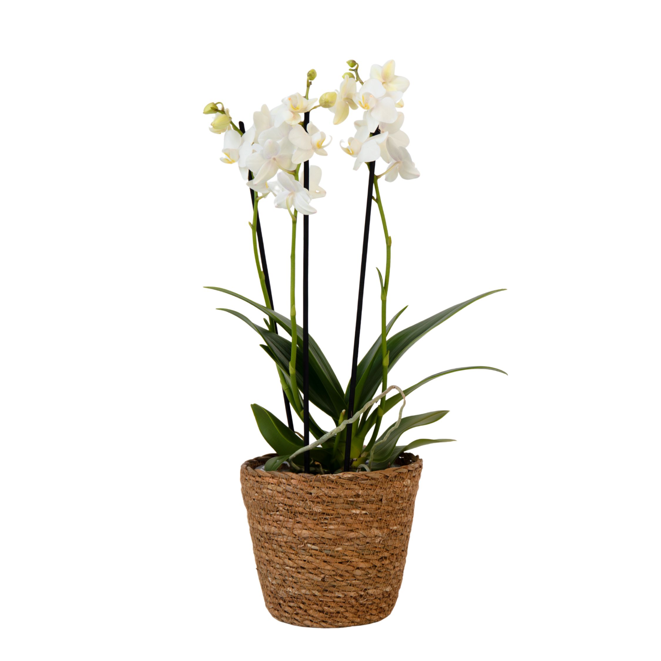 Perhosorkidea - Phalaenopsis Multiflora korilla - Korkeus 35-45cm - ⌀12cm