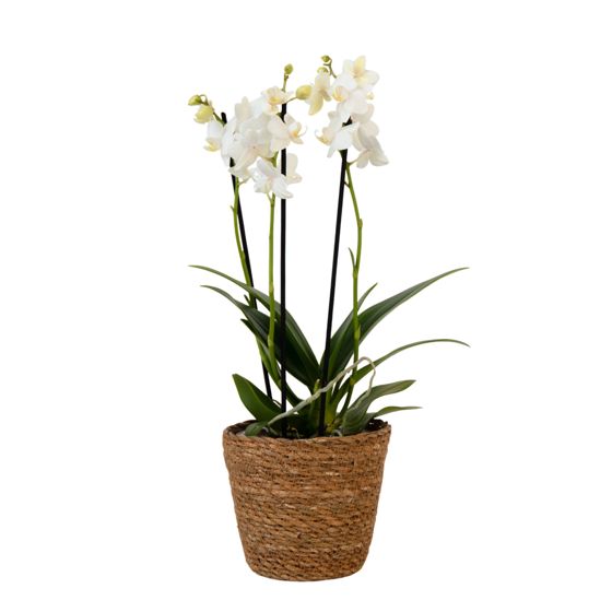 Perhosorkidea - Phalaenopsis Multiflora korilla - Korkeus 35-45cm - ⌀12cm