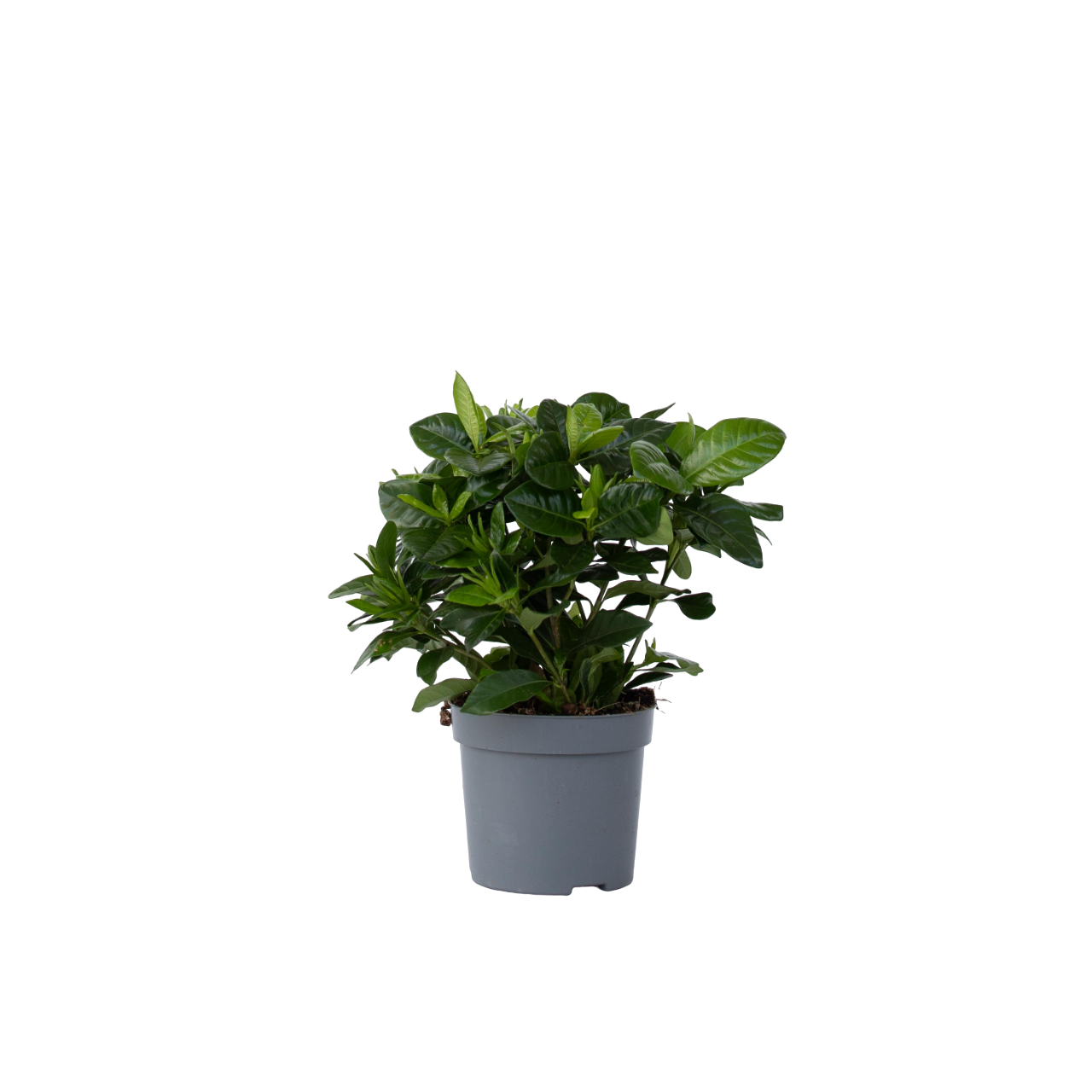 Kapsapuun jasmiini - Gardenia jasminoides - Korkeus 20-30 cm - ⌀13 cm