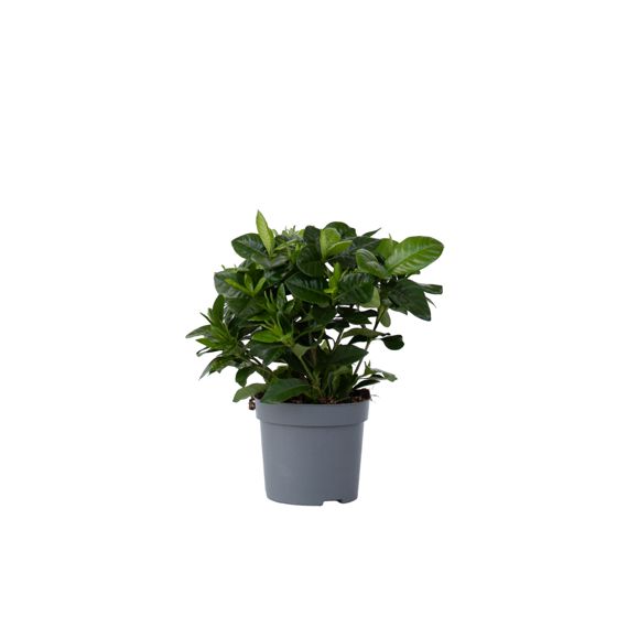 Kapsapuun jasmiini - Gardenia jasminoides - Korkeus 20-30 cm - ⌀13 cm