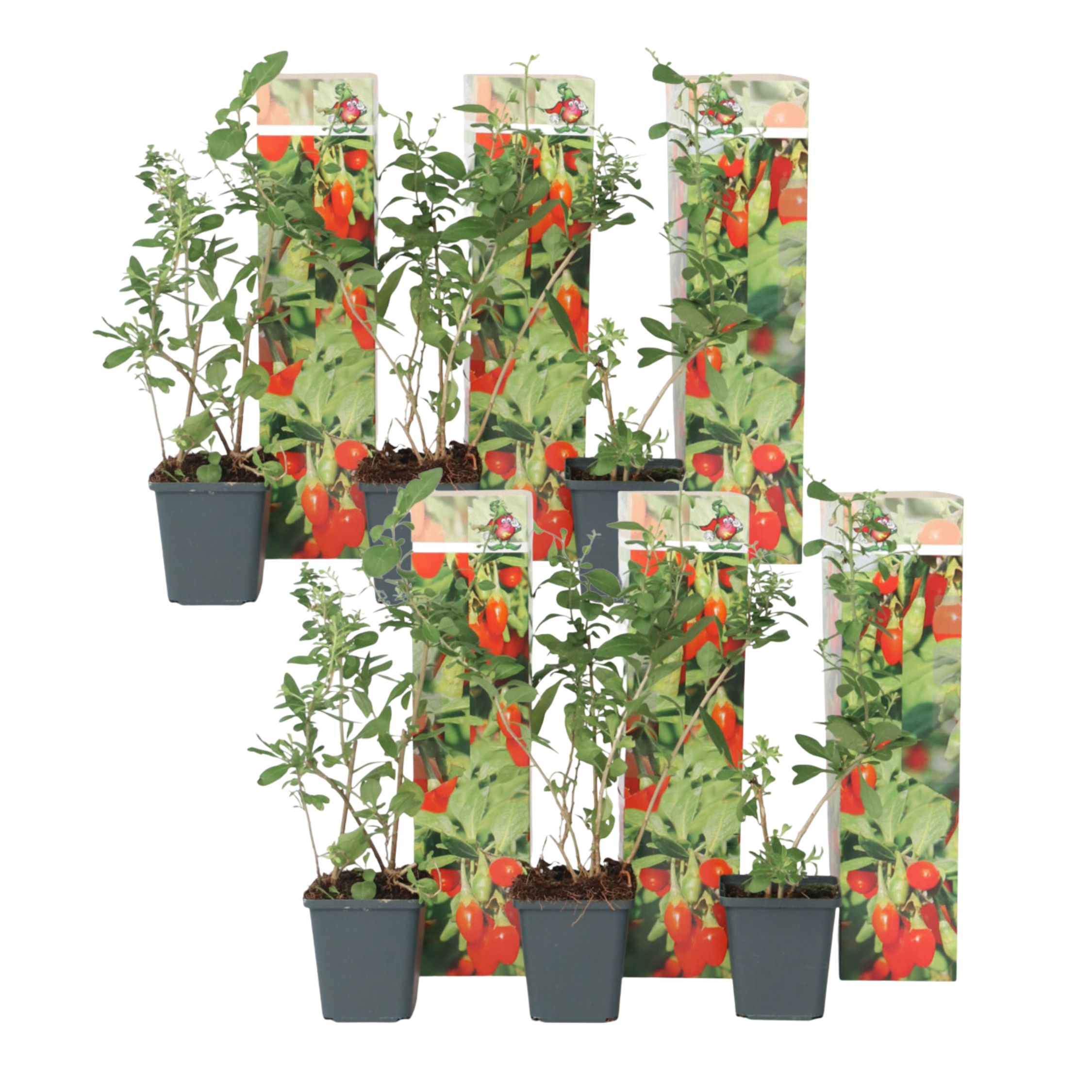 Goji-marjat - 6 kpl - Lycium barbarum - Korkeus 25-40 cm - ⌀9 cm