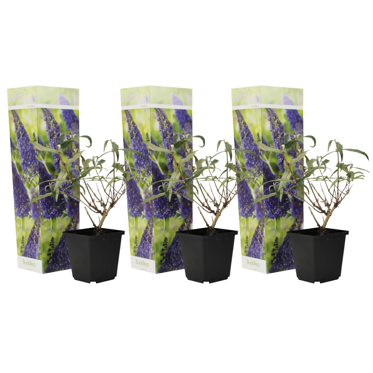 Kesäsyreeni - 3 kpl - Buddleja davidii 'Nanho Blue' - Korkeus 25-40cm - ⌀9cm